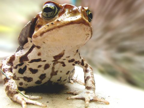 Braunfrosch