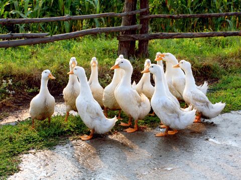 Weiße gans auf ländlichen bauernhof