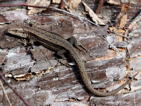 Die Waldeidechse (Zootoca vivipara) steht auf der Berliner Roten Liste und ist als "stark gefährdet" eingestuft. (Bild: Norbert Otte (Stiftung Naturschutz Berlin))