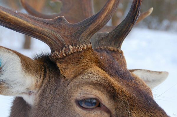 Rosenstock des Hirsches