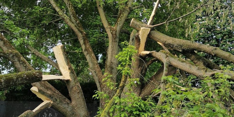 Vandalismusschaden an einem mehr als 80 Jahre alten Eschen-Ahorn