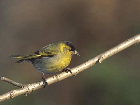 Freibrüter - Erlenzeisig, Zeisig - Foto von Marek Szczepanek
