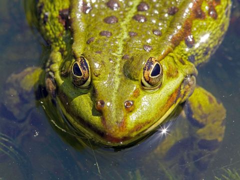 Bild Teichfrosch