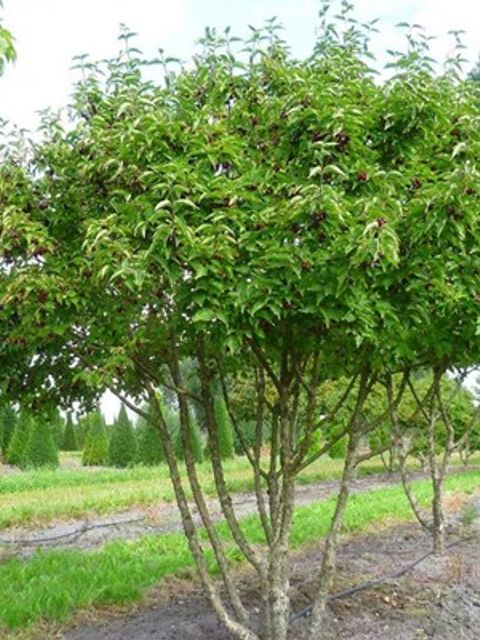 Eine Kornelkirsche als Großstrauch mit vielen roten Früchten
