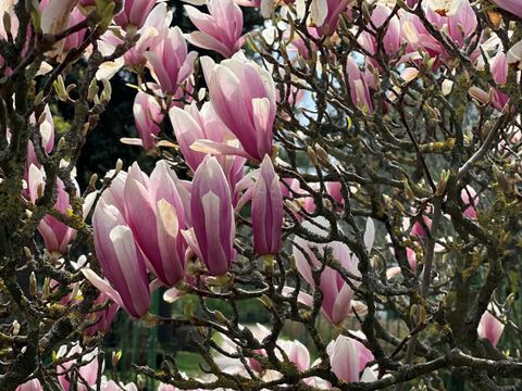 Magnolien im Friedhof Wilmersdorf