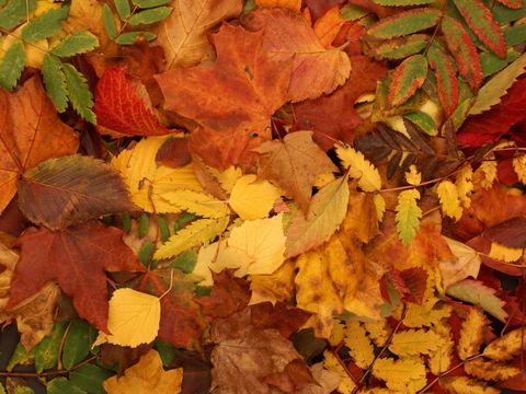 Bunter Herbst-Hintergrund