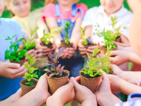 Kinder zeigen Setzlinge