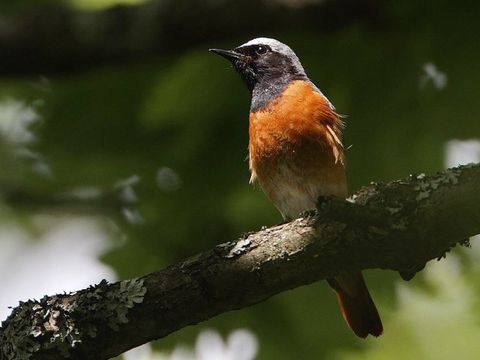 Freibrüter - Gartenrotschwanz