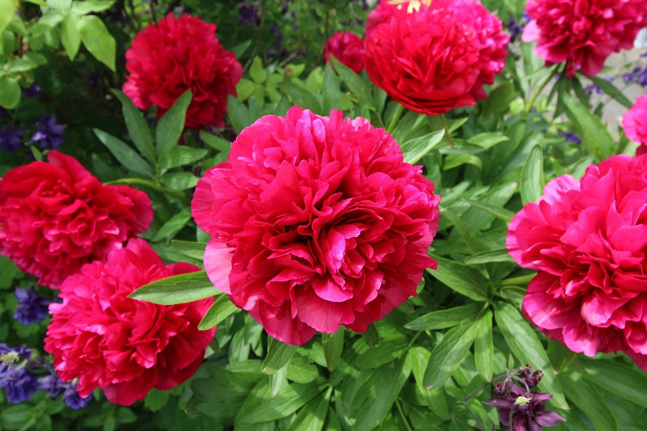 rote Pfingstrosen