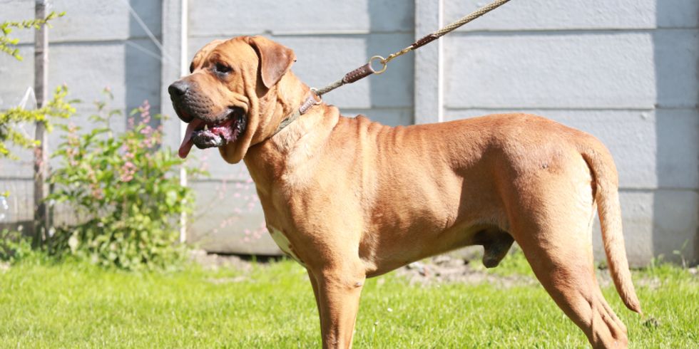 Japanische Rasse Tosa Inu Hund im Garten