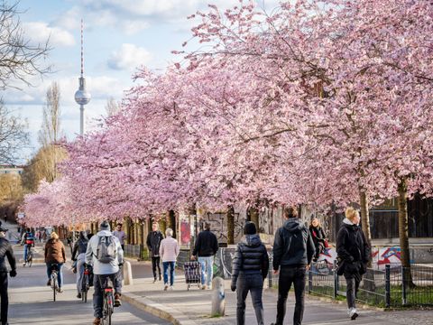 Kirschblüte in der Schwedter Straße