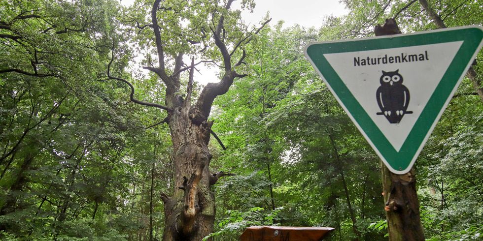 Stiel-Eiche "Dicke Marie"