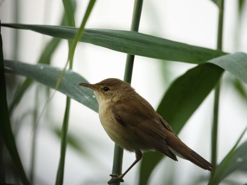 Freibrüter - Teichrohrsänger - Foto von Matthias Barby