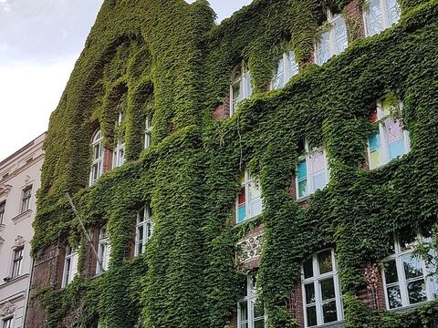 Fassadenbegrünung