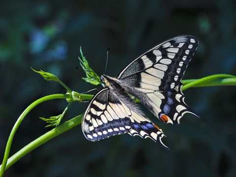 Schmetterling