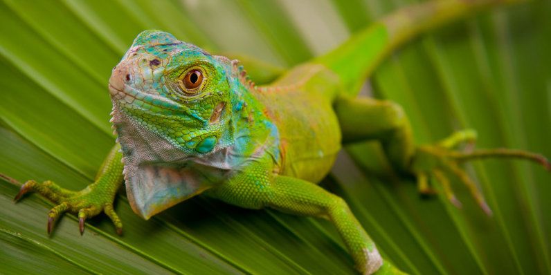 Grüner Leguan auf Blatt