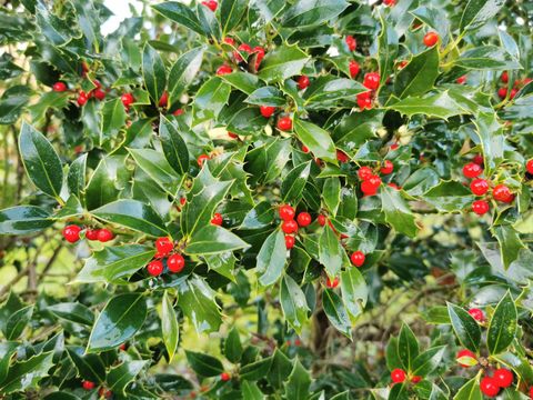 Stechpalme mit Beeren (Ilex aquifolium) (Bild: Pflanzenschutzamt Berlin)