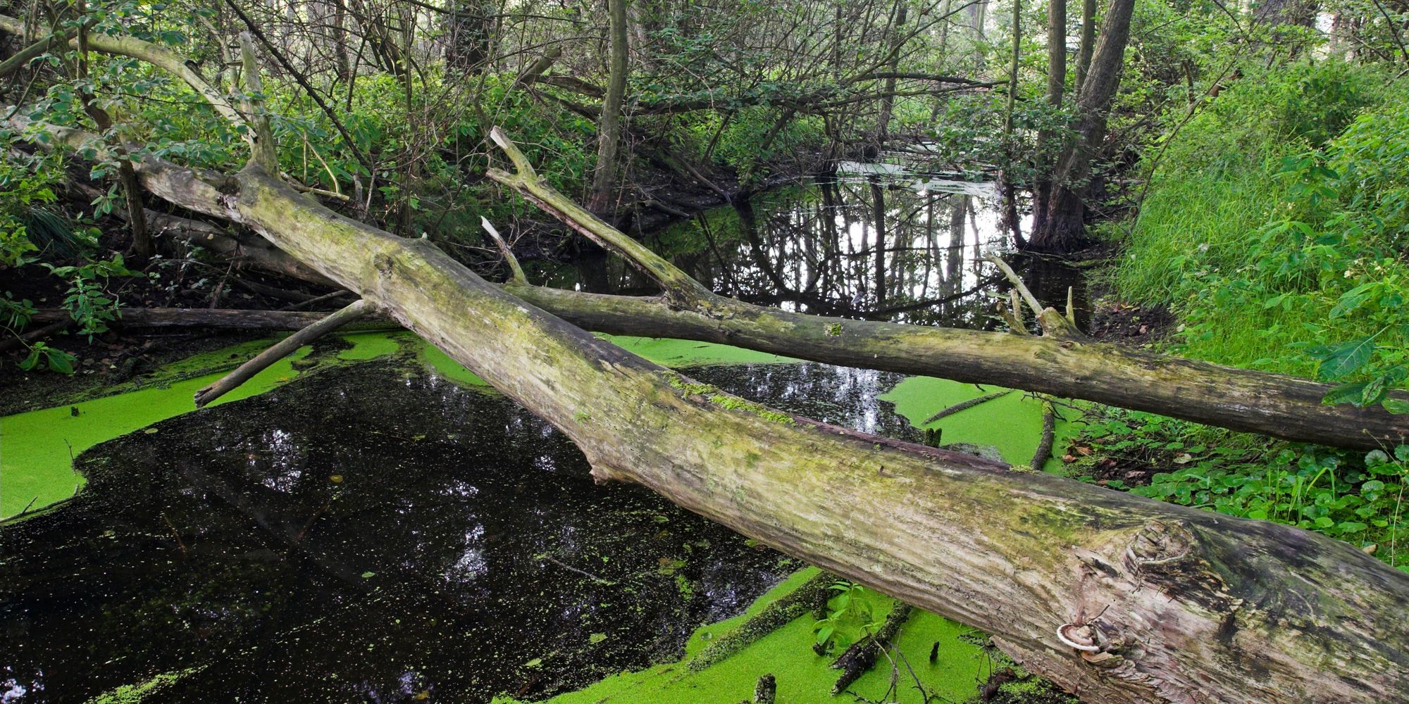 Bogenseekette (Bild: Bruno D'Amicis)