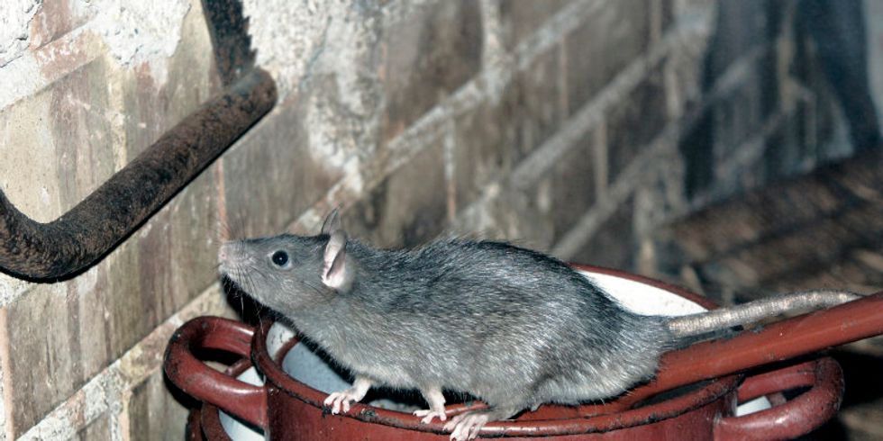 Ratte auf Kochtöpfe