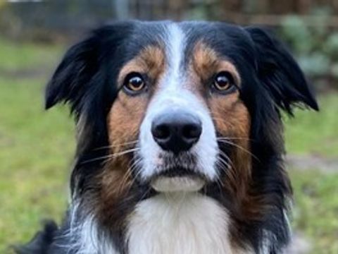 Hund