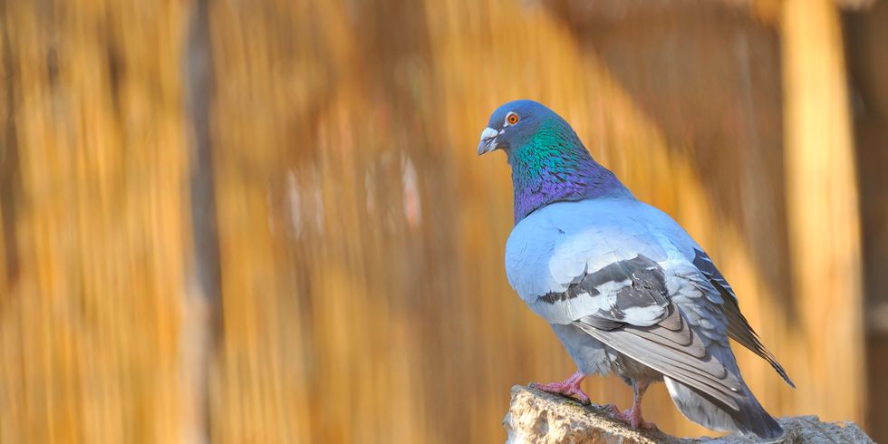 Taube auf Steinen im Frühling