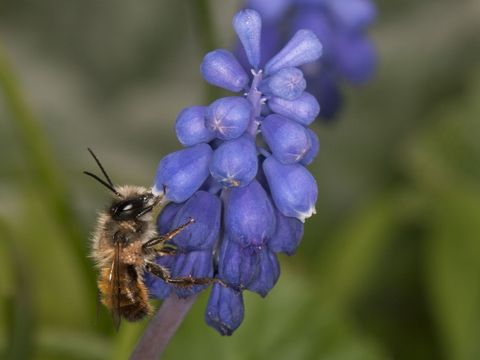 Eine Rostrote Mauerbiene saugt an einer glockenförmigen Blüte einer blauen Traubenhyazinthe. Das kleine rotbraun-pelzige Insekt besitzt zwei Flügelpaare. Im Hintergrund der Nahaufnahme unscharfe grüne Gräser.