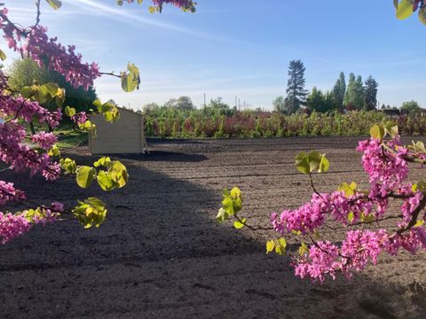 Ein leerer Acker, im Vordergrund rosa Blüten eines Baums