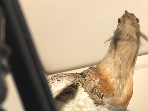 Zu sehen ist eine ausgestellte Trappe im Tempelhof Museum