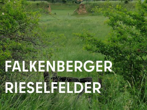 Pforte zu großem grünen Feld