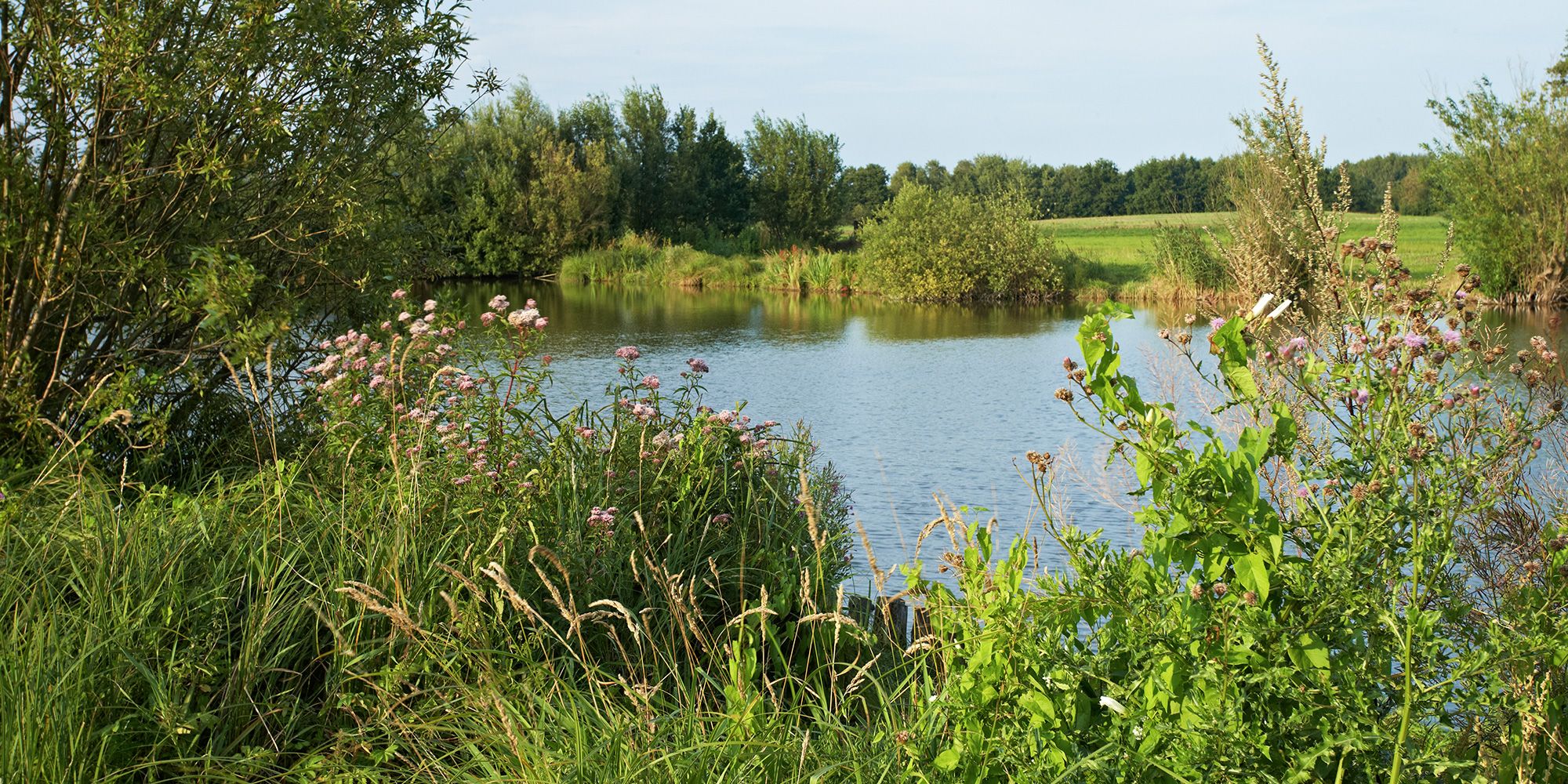 Am Ufer des Tegeler Fließ wachsen hohe Gräser und Sträucher mit weißen, verzweigten Dolden. Ein hoher Busch mit schmalen grünen Blattern ragt links ins Bild. Hinter dem Fließ erstreckt sich eine sanft geschwungene Wiese, dahinter dichter Wald. Der blaue Himmel spiegelt sich auf der Wasseroberfläche.