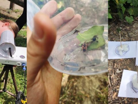 Kartierung Flora und Fauna – Galilei Grundschule