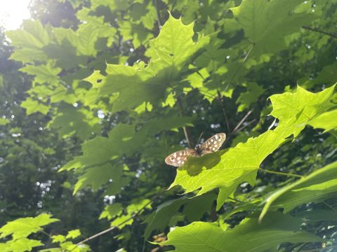 Spitz-Ahorn mit Schmetterling