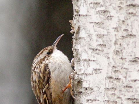 Vögel in Höhlen, Nischen und Kästen - Gartenbaumläufer - Foto von Aleph