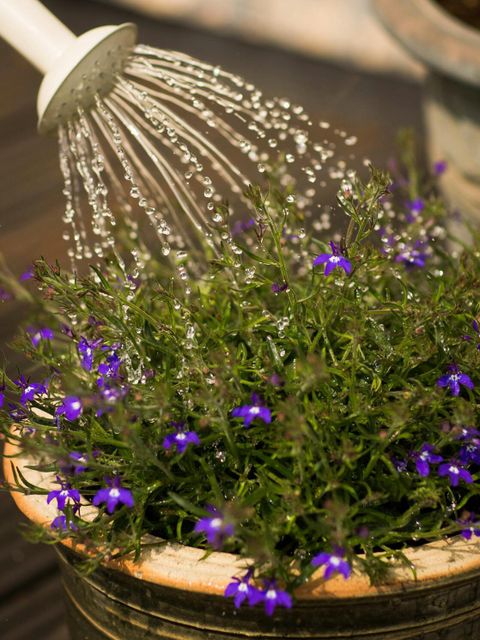 Blumen gießen