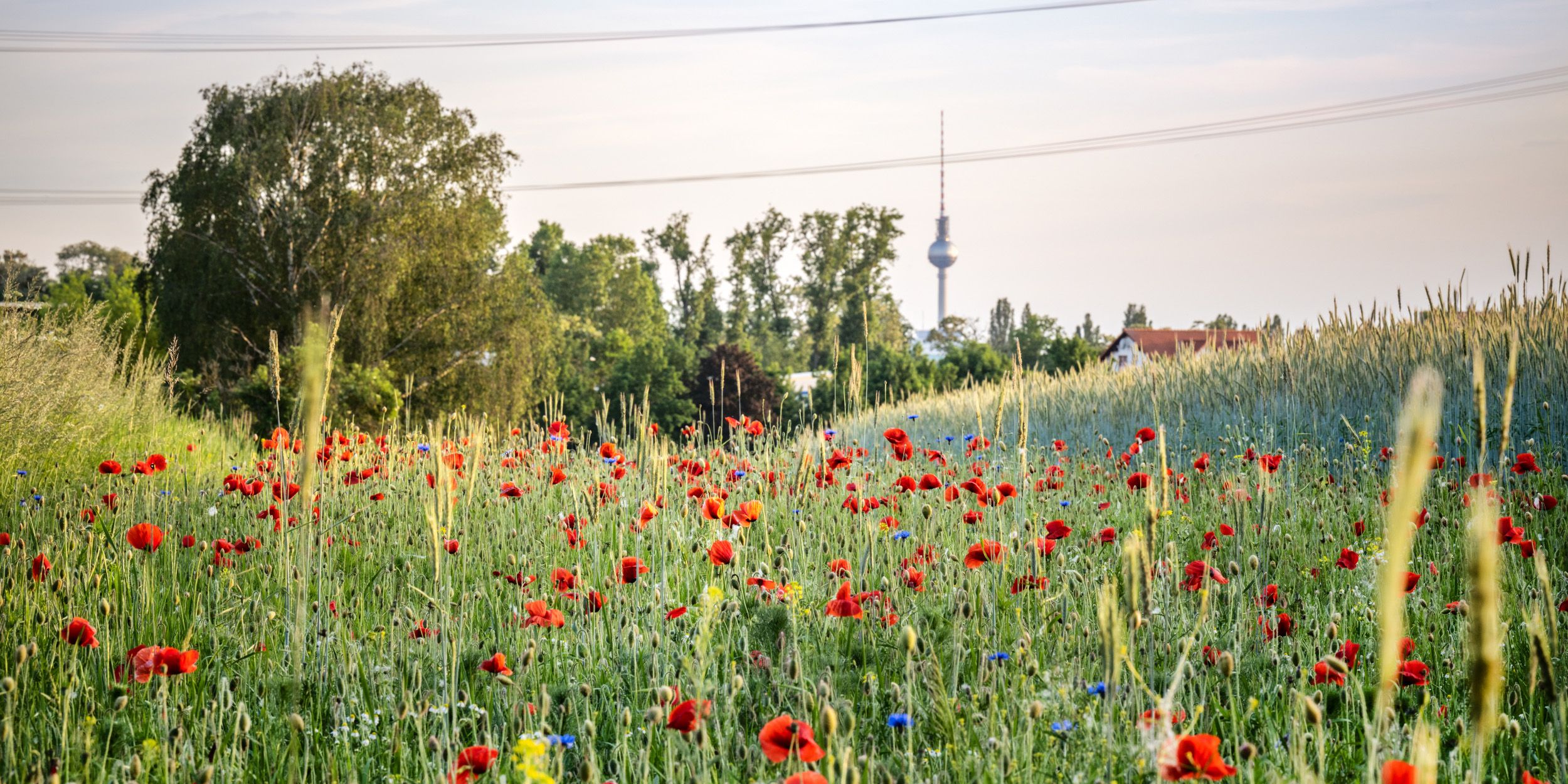 Malchower Wiesen, mit rotem Klatschmohn und Kornblumen, im Hintergrund der Fernsehturm, den Himmel durchziehen Starkstromleitungen