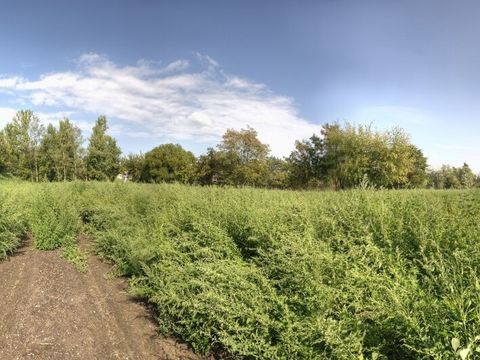 Blick in den Blohmgarten zu Anfang der Pacht im Jahr 2009 (Bild: Nachbarschafts- und Selbsthilfezentrum in der UFA-Fabrik e.V.)