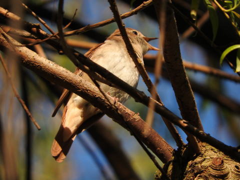 Eine Nachtigall im Geäst