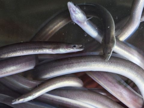 Fischerei-Amt Berlin setzt junge Aale in den Flüssen von Berlin aus