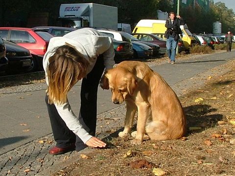 Das Bild zeigt eine Person die sich zu einem Hund herunterbeugt