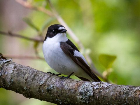Vögel in Höhlen, Nischen und Kästen - Trauerschnäpper - Foto von Lars Falkdalen Lindahl