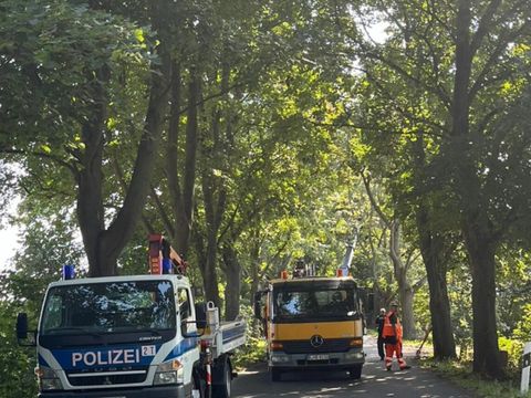 Mit Unterstützung der Berliner Polizei werden Sturmschäden beseitigt. (Bild: BA Reinickendorf)