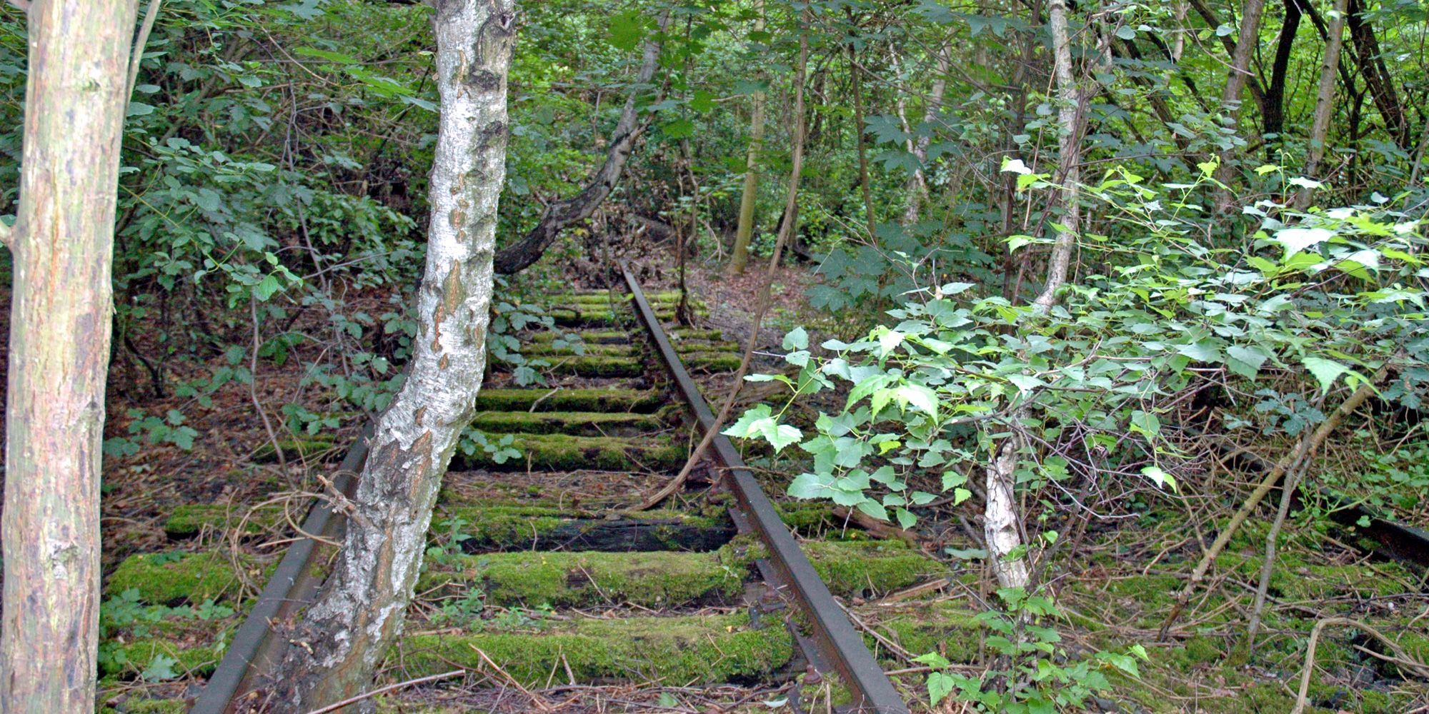 NSG Schöneberger Südgelände