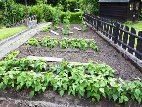 Gemüsebeet im Garten