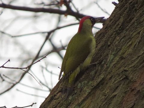 Grünspecht auf einem Baum