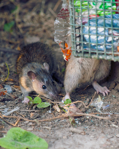Ratten an einem Mülleimer in einem Park
