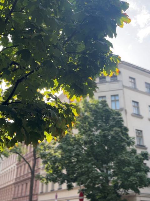 282. Kiezspaziergang: Stadtbäume