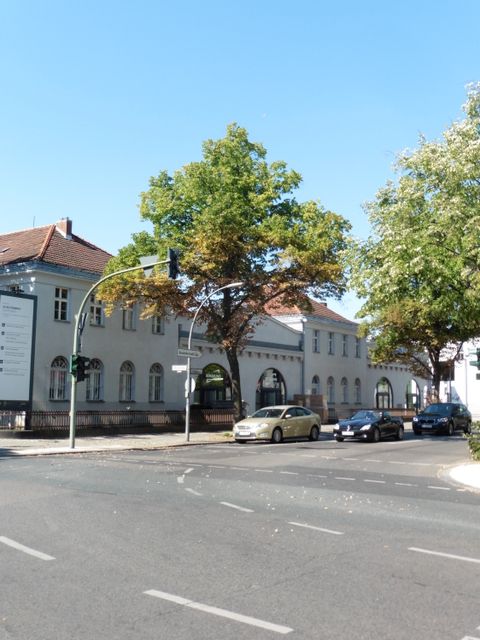 Spinnmilbenschaden an Linden