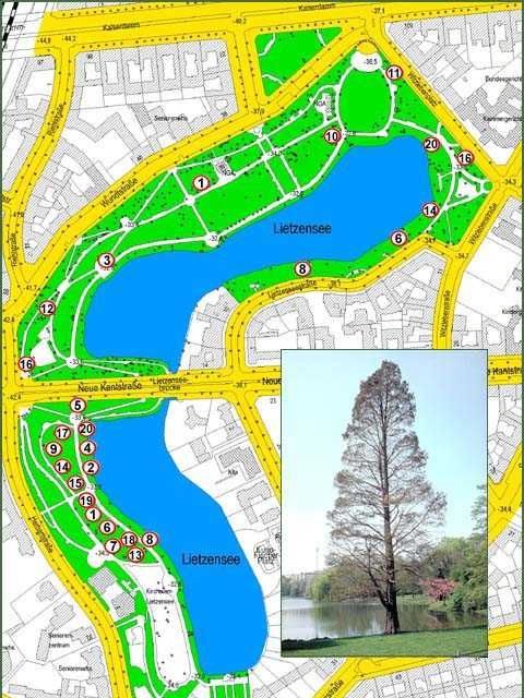 Übersichtsplan zum Baumlehrpfad Lietzenseepark