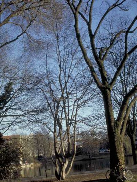 Ein Eisenholzbaum