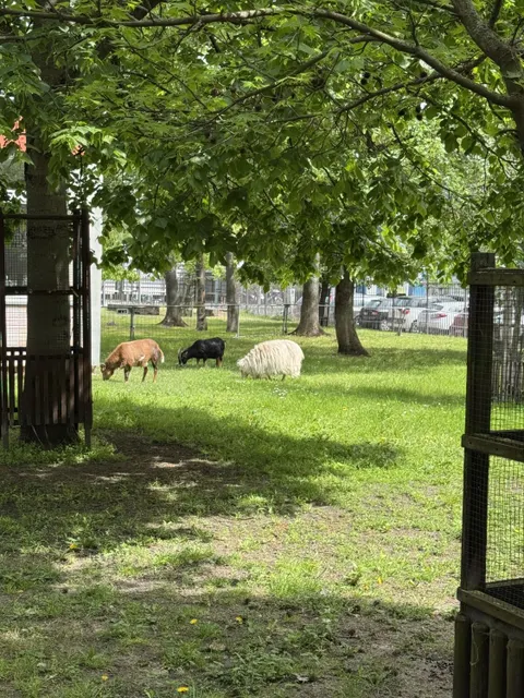 Gartenarbeitsschule, Schafe und Ziegen